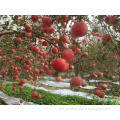 Plant Apple Seeds For Golden Delicious Apple Trees/Apple Tree Orchard